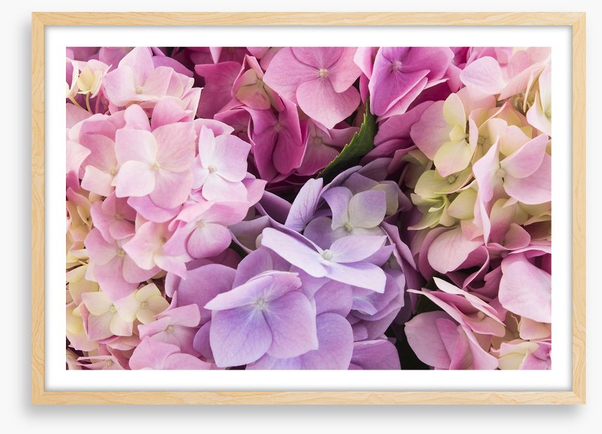 Hydrangea delight