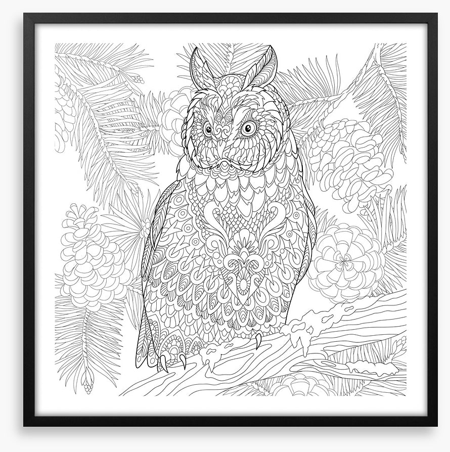Colour me owl