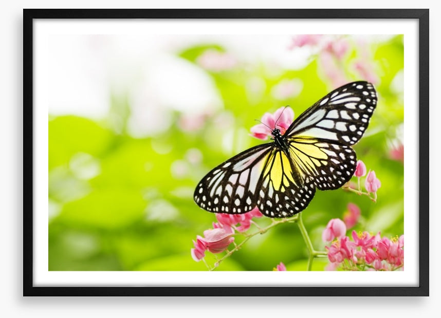 Swallowtail season