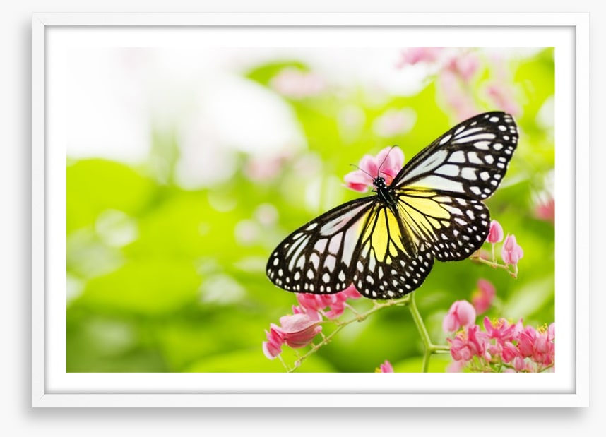 Swallowtail season