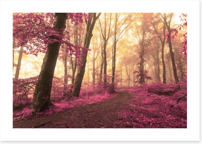 Forest blush