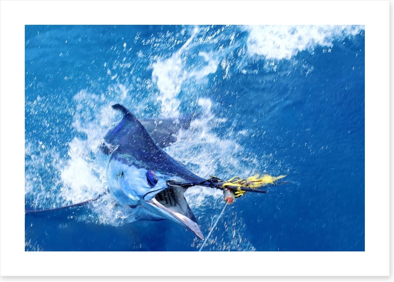 Blue marlin bait