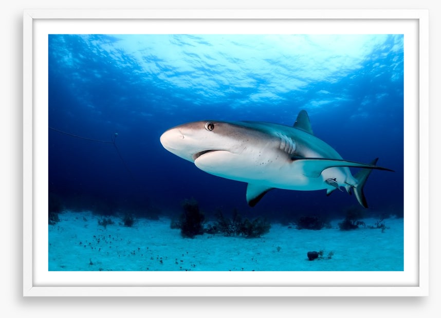 Side-eye shark