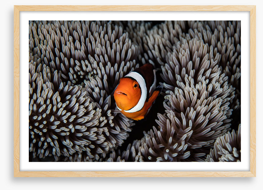Alone in the anemone