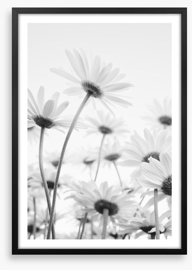 Under the daises