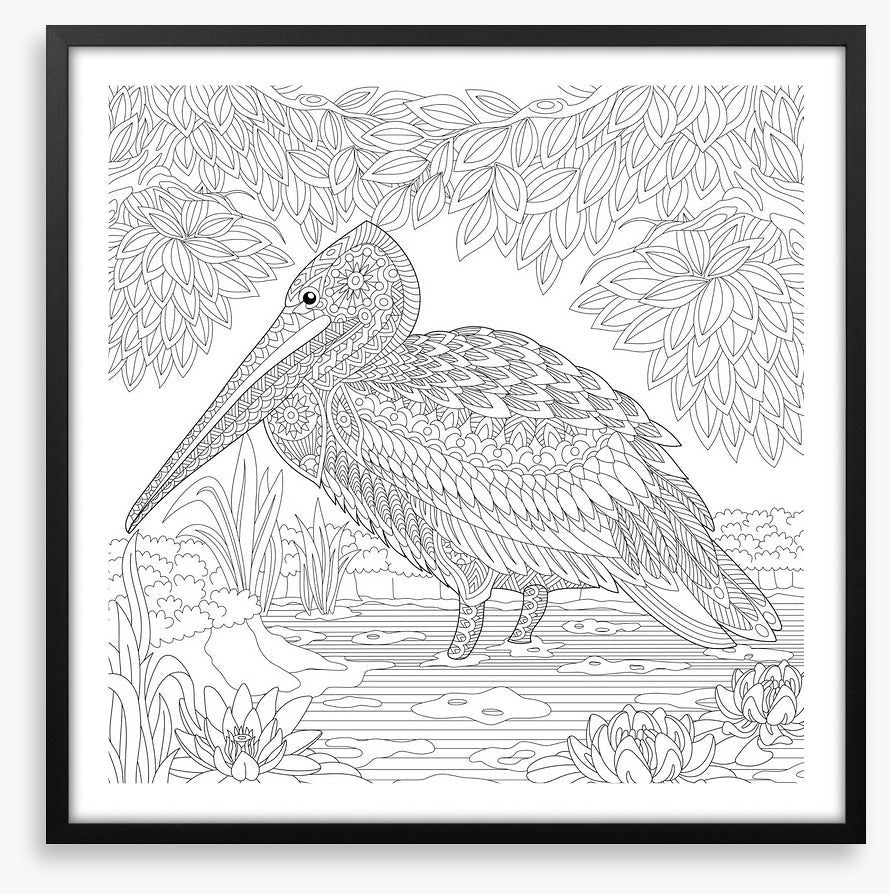 Colour me pelican