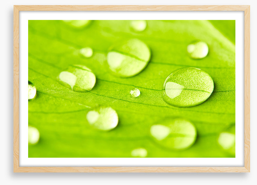 Leaves