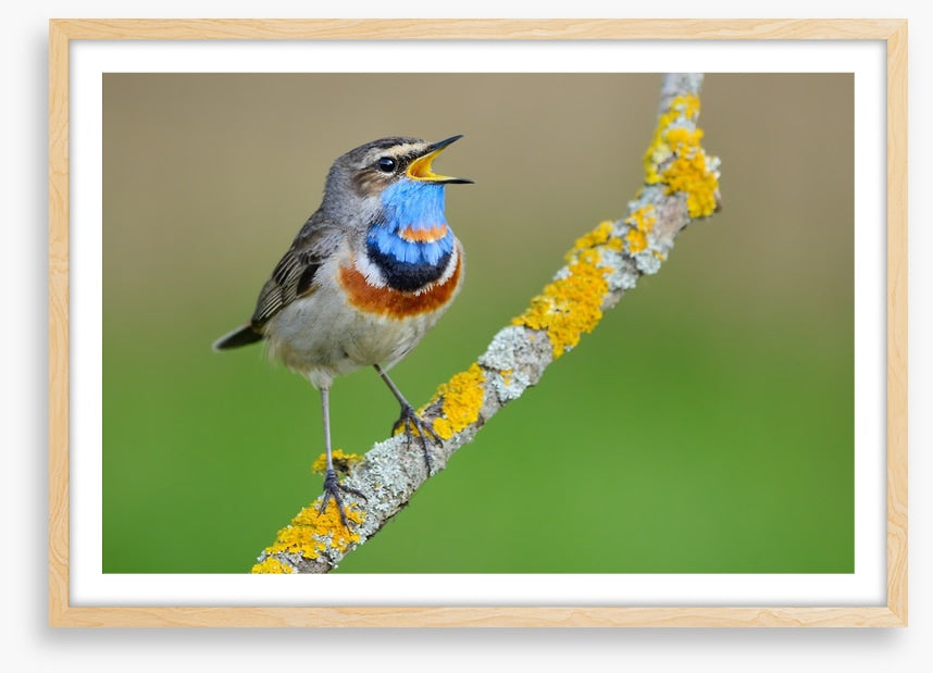 Birds