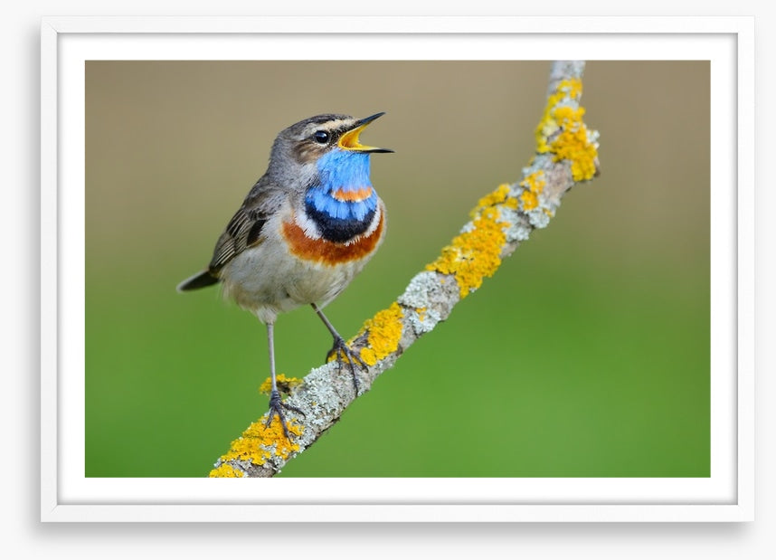 Birds