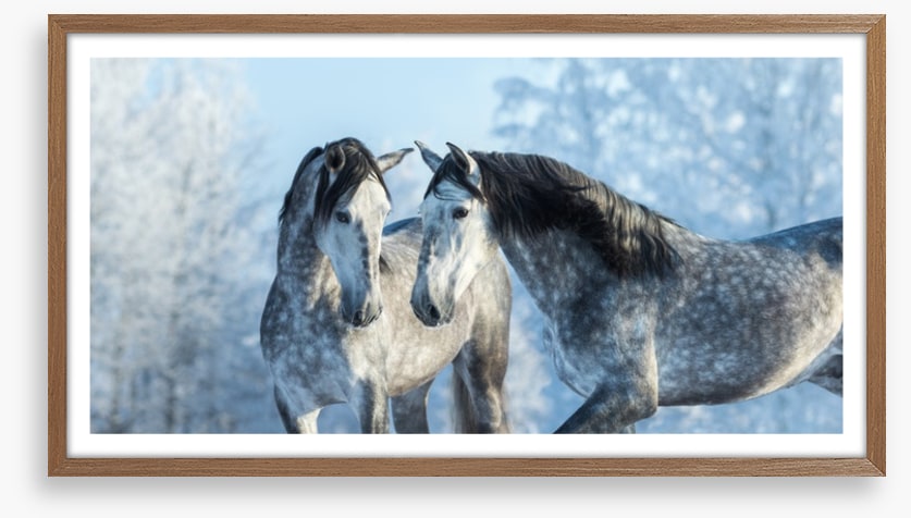 Stallions in the snow