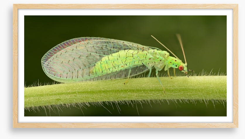 Insects