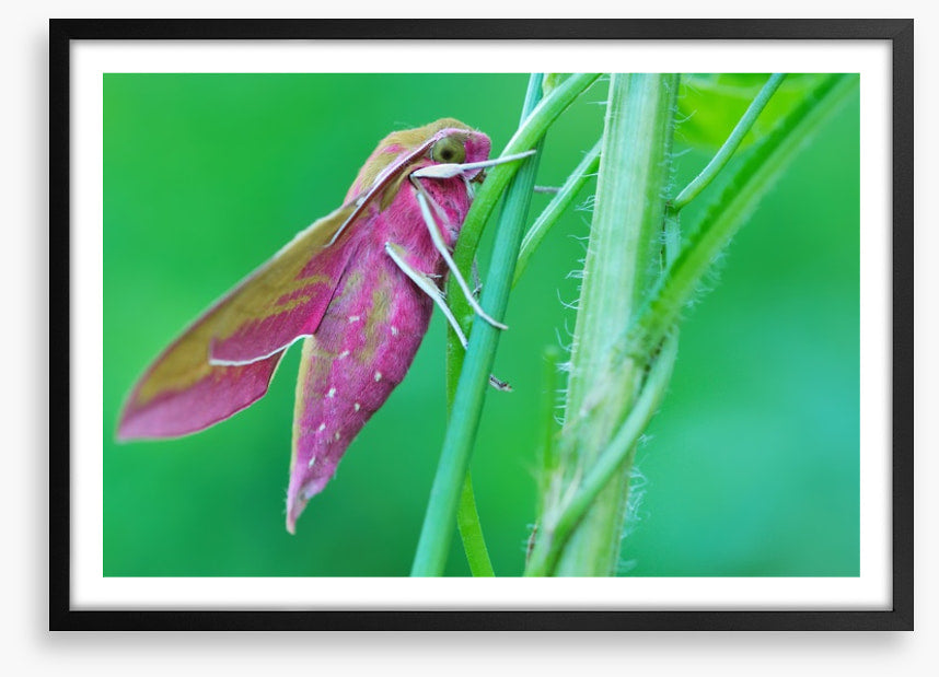 Insects