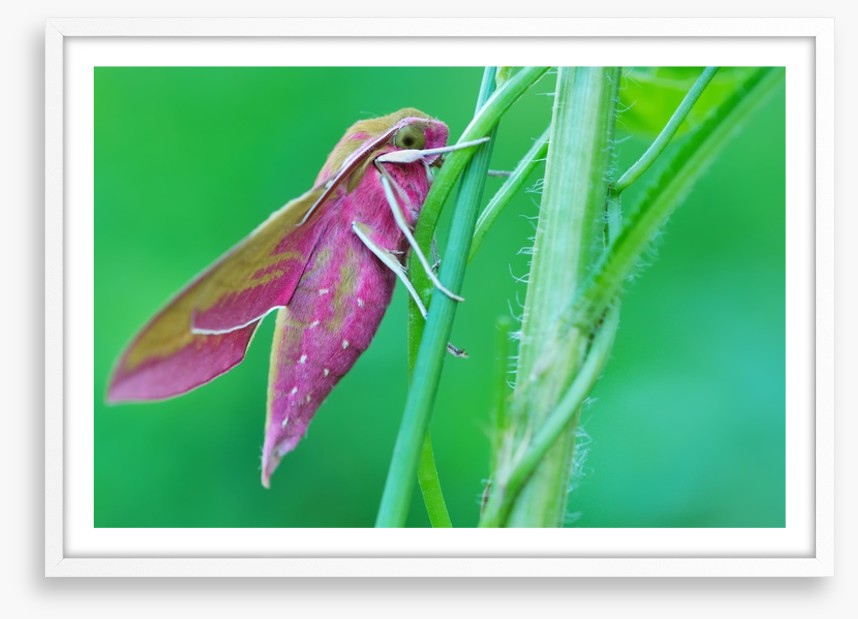 Insects