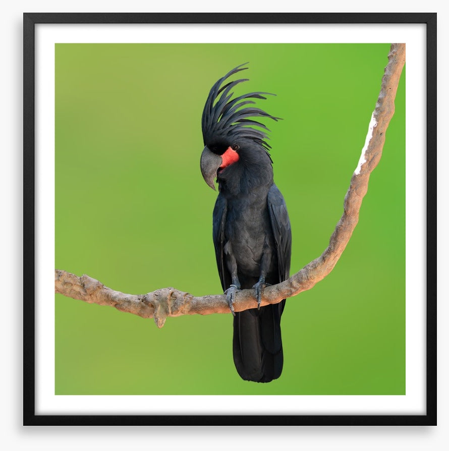 The drumming bird