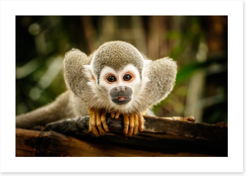 Ecuadorian squirrel monkey