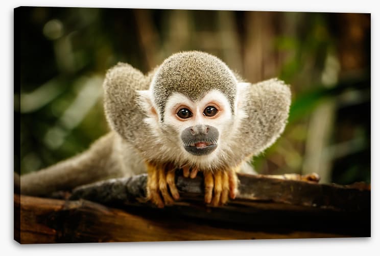 Ecuadorian squirrel monkey