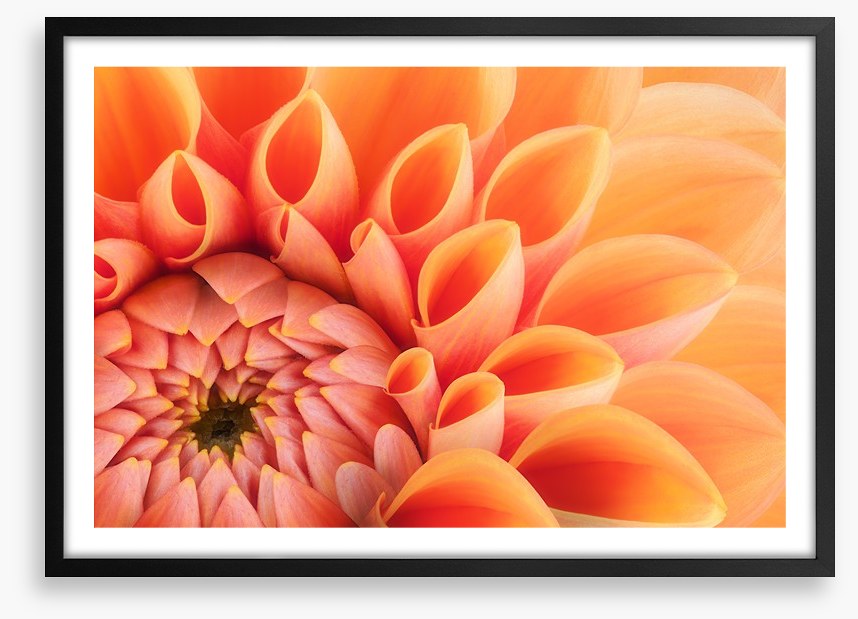 Soft peach chrysanthemum
