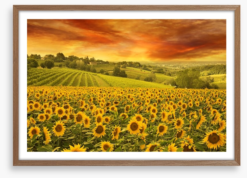 Sunflower meadow sunset