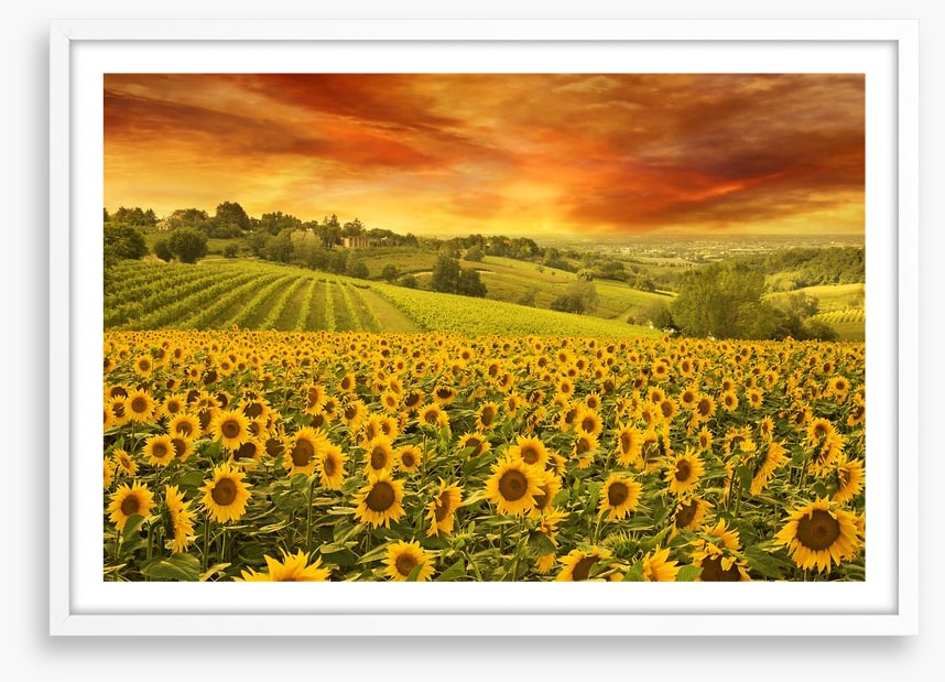 Sunflower meadow sunset