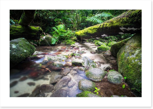Flowing through the ferns