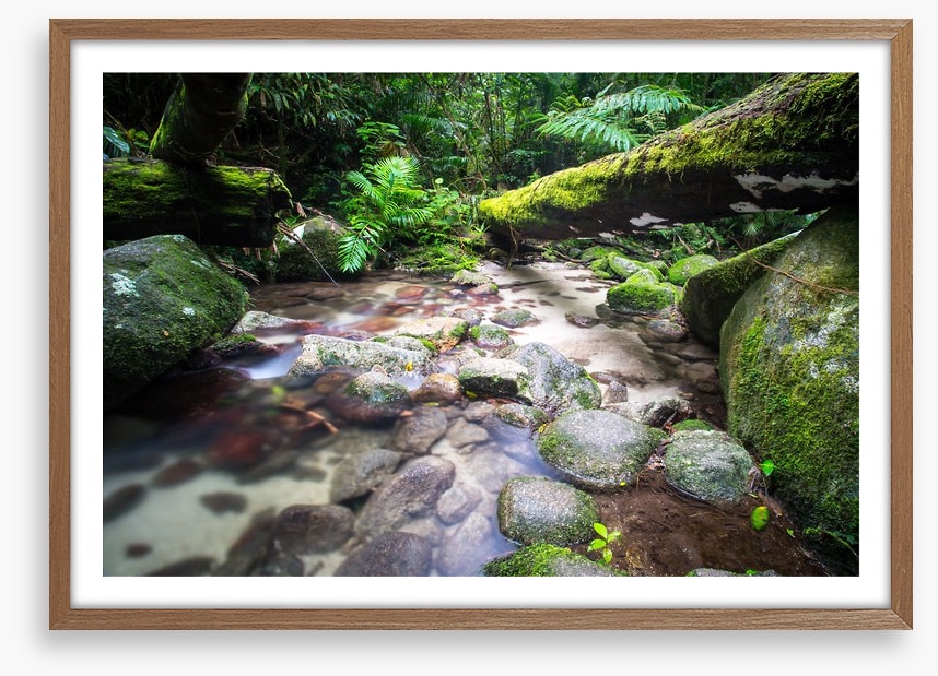 Flowing through the ferns