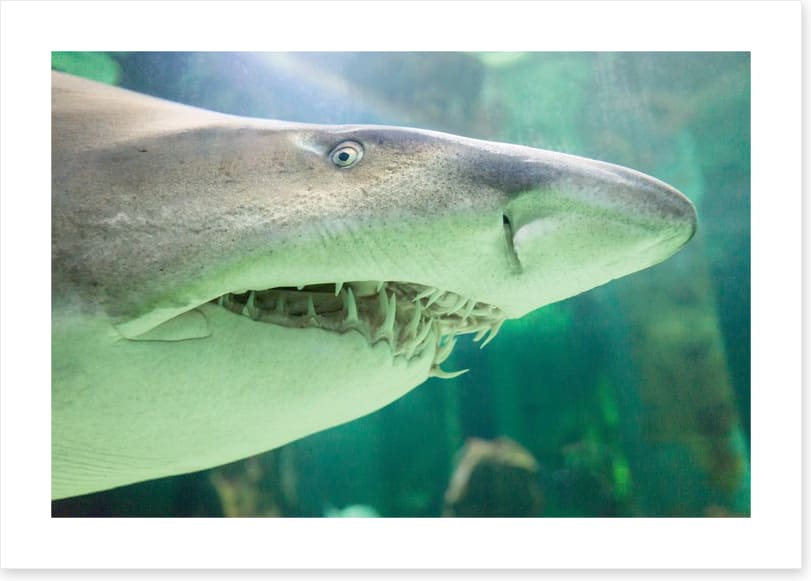 Shark face