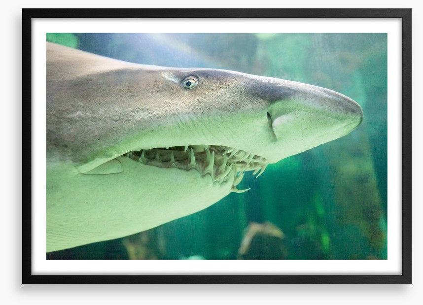 Shark face