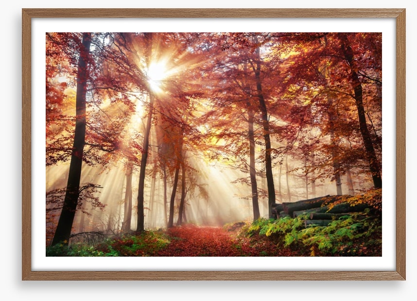 Autumn forest sunlight