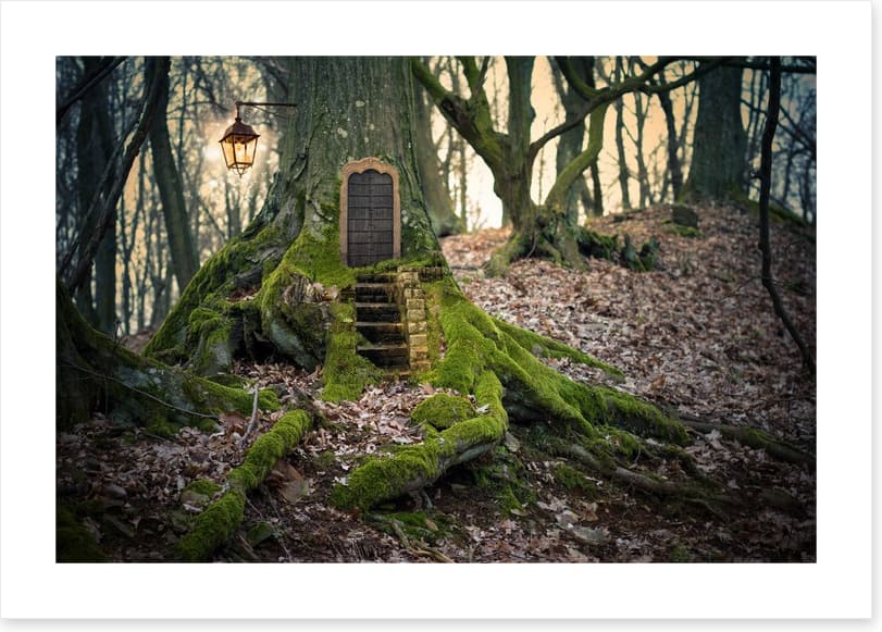 The fairy forest