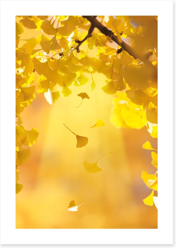 Golden ginkgo fall
