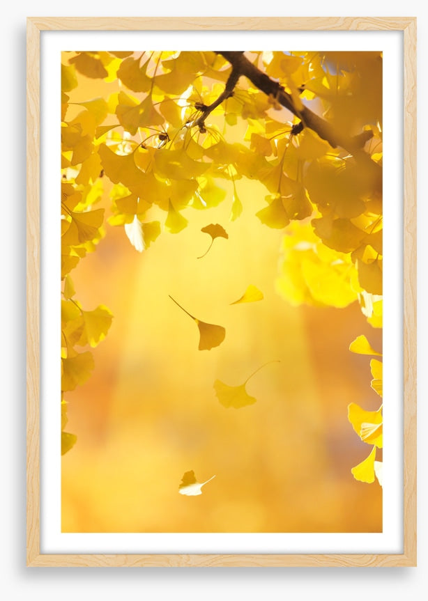Golden ginkgo fall