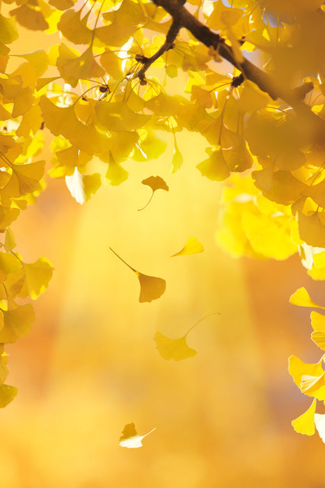 Golden ginkgo fall
