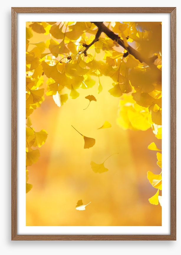 Golden ginkgo fall