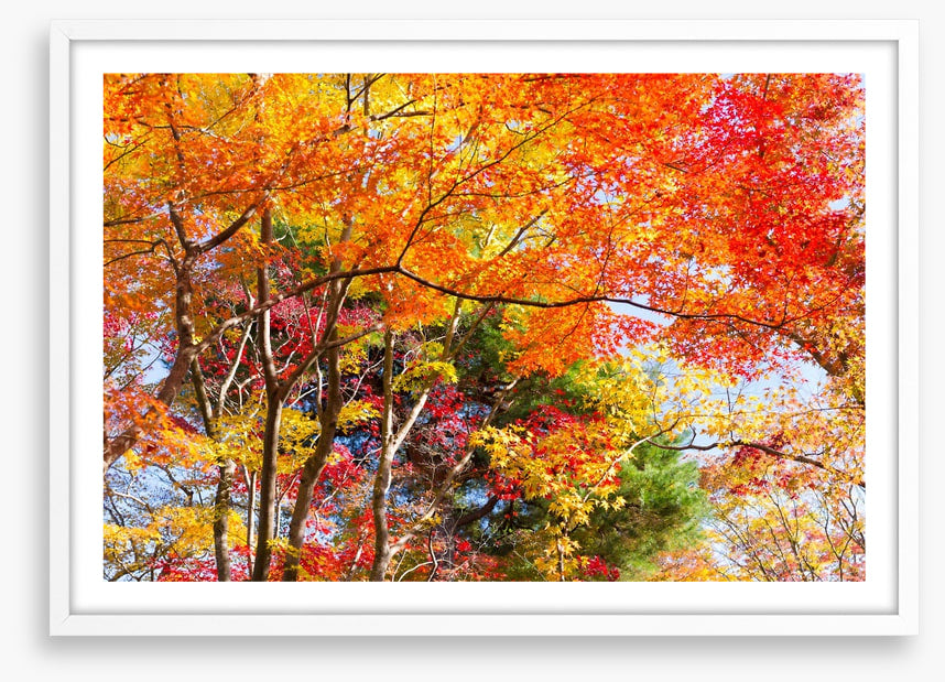Fiery fall foliage