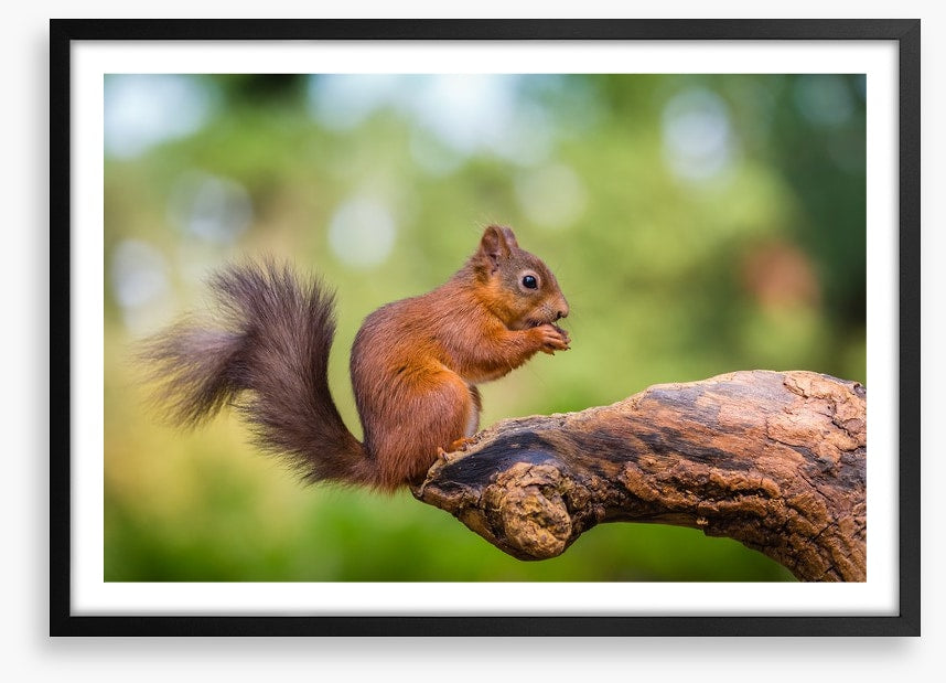 Bushy tail balance