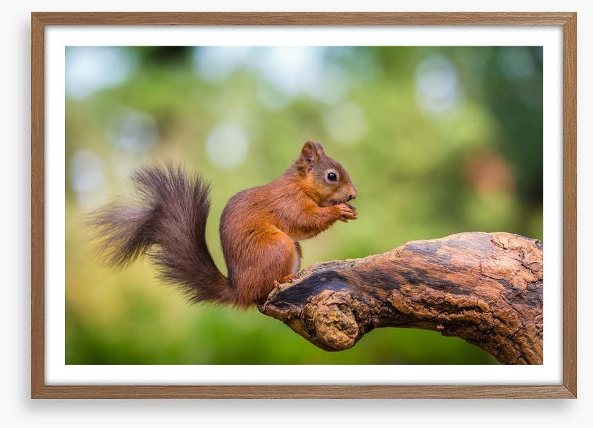 Bushy tail balance