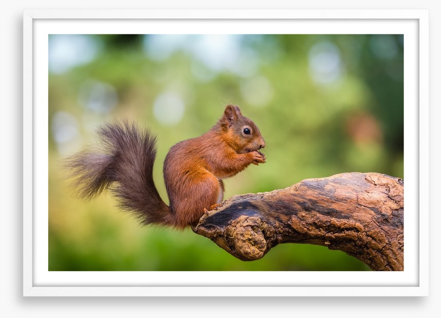 Bushy tail balance