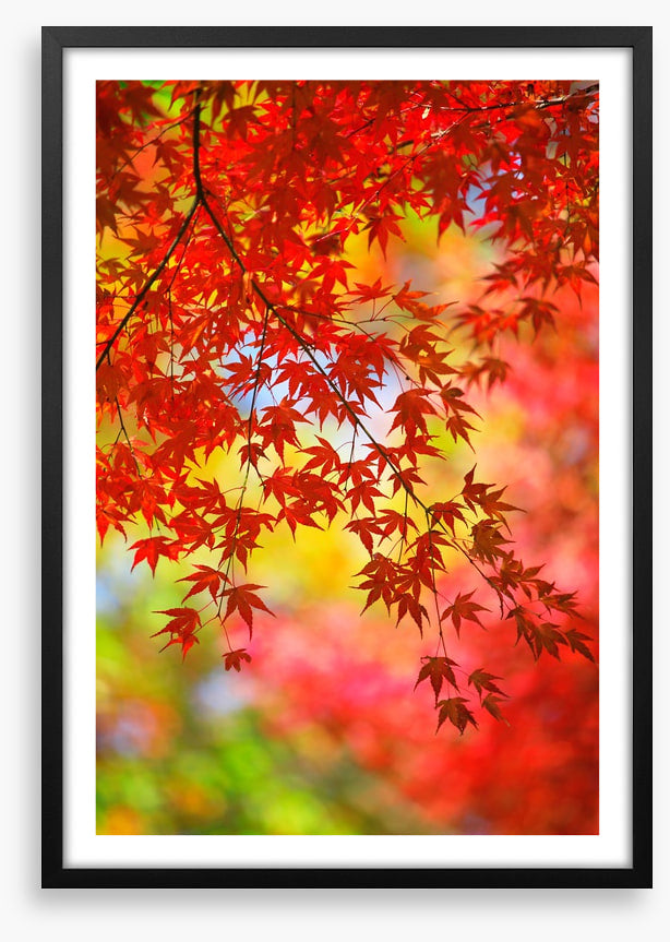 Under the maple tree