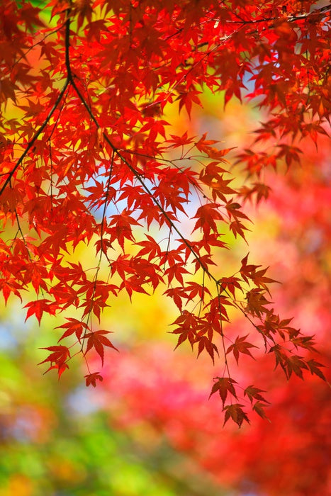 Under the maple tree