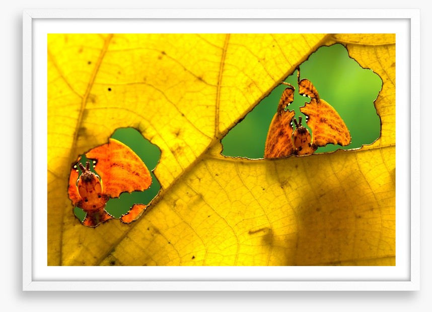Insects