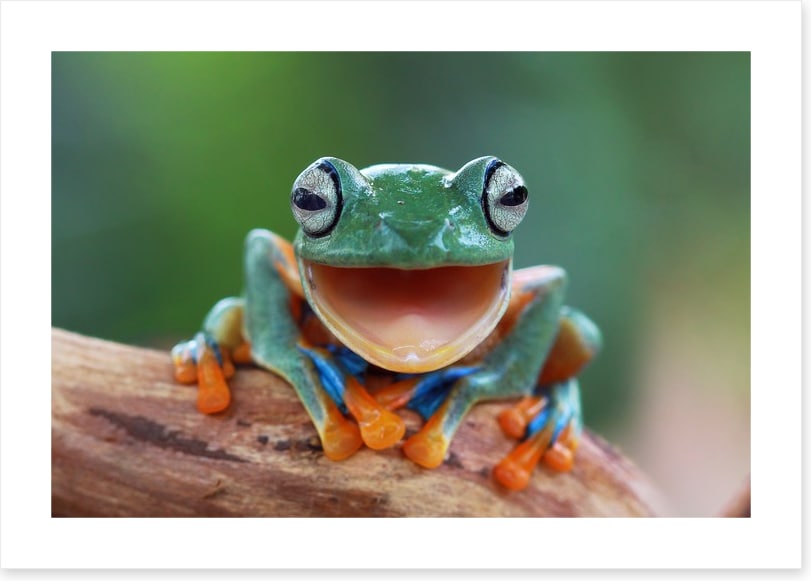 Laughing frog
