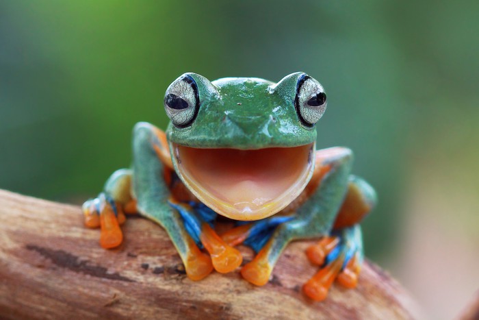 Laughing frog