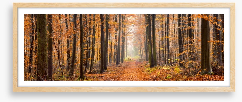 Forests