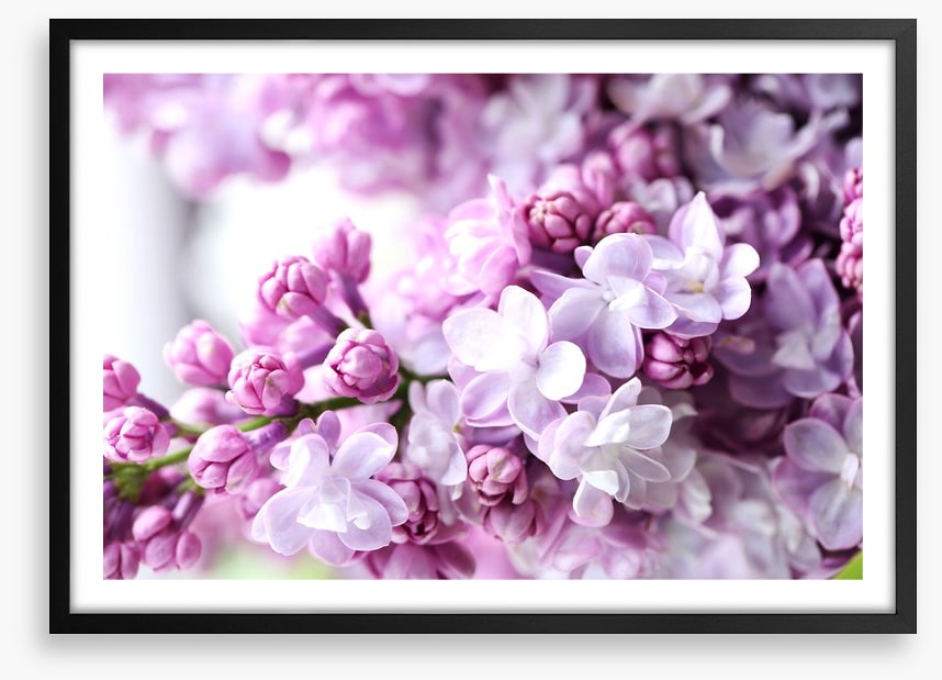 Lilac in the light