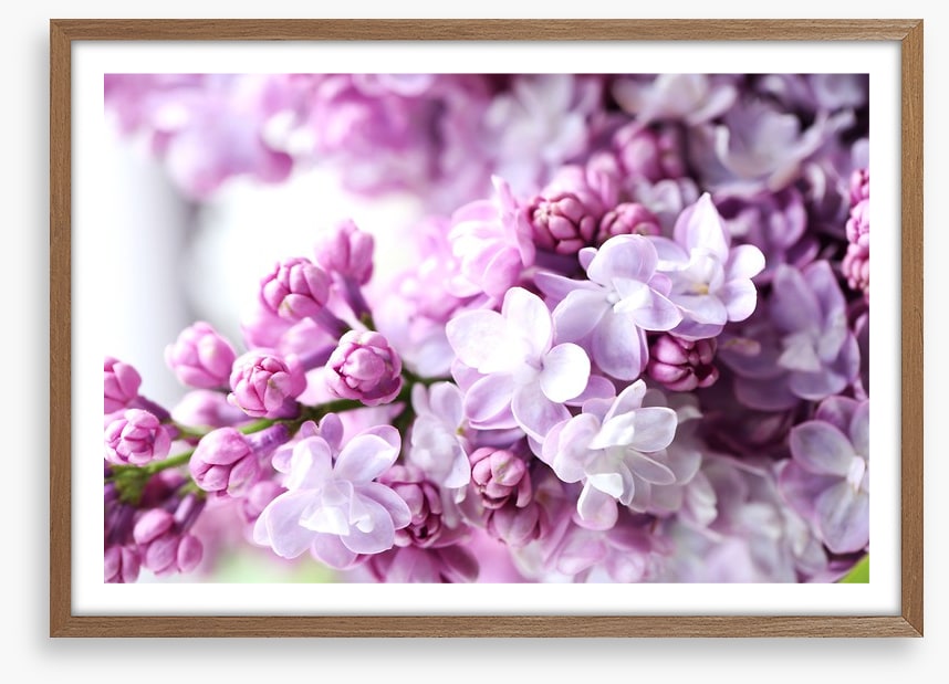 Lilac in the light