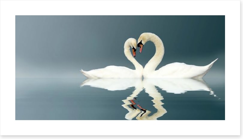 Love swans panorama