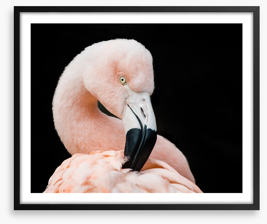 Fluffy flamingo