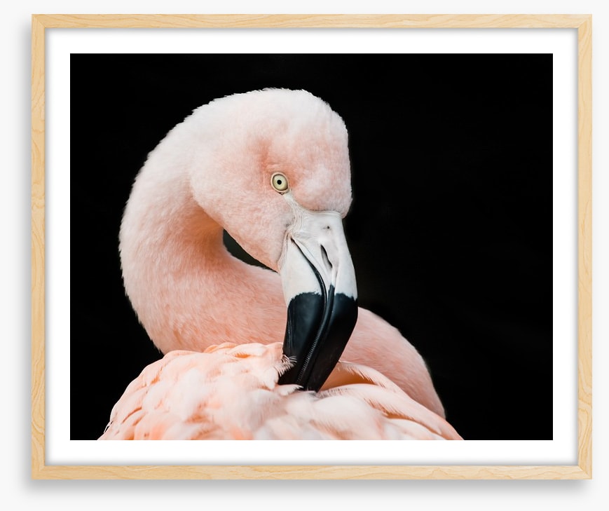 Fluffy flamingo