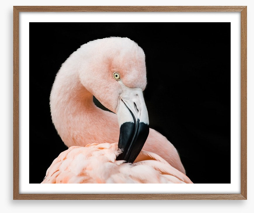 Fluffy flamingo
