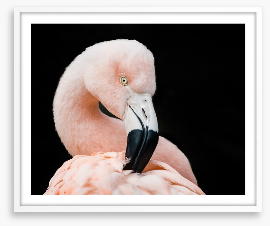 Fluffy flamingo